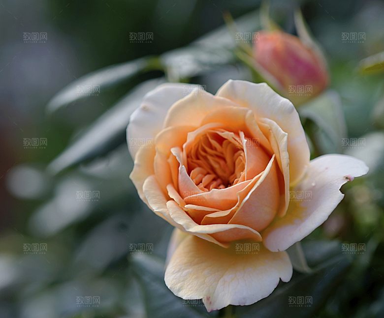高清图库玫瑰花图片红白粉紫玫瑰花束素材