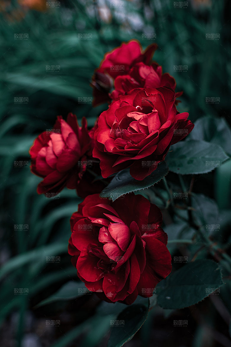 高清图库玫瑰花图片红白粉紫玫瑰花束素材