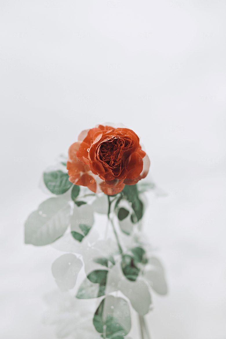 高清图库玫瑰花图片红白粉紫玫瑰花束素材