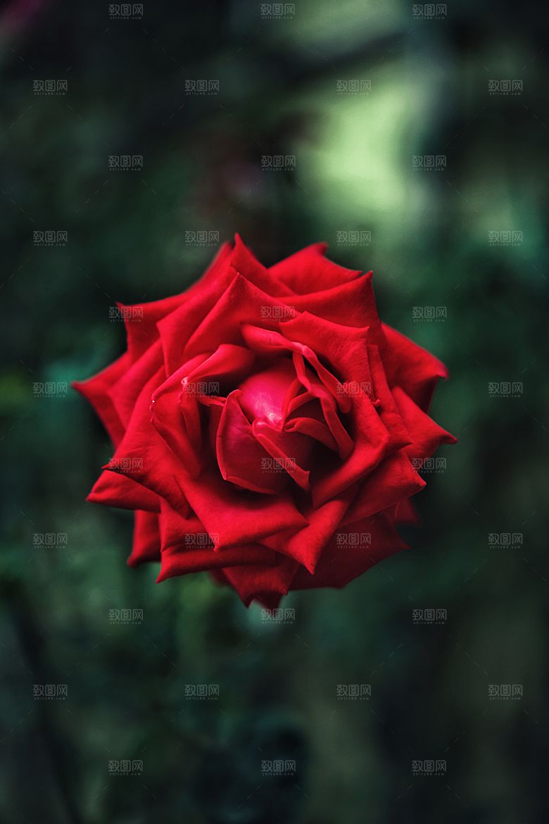 高清图库玫瑰花图片红白粉紫玫瑰花束素材