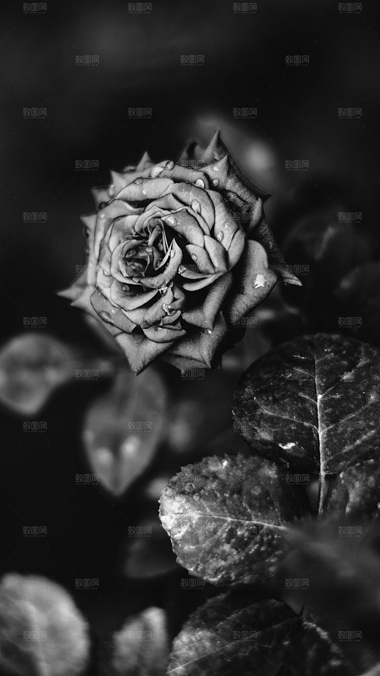 高清图库玫瑰花图片红白粉紫玫瑰花束