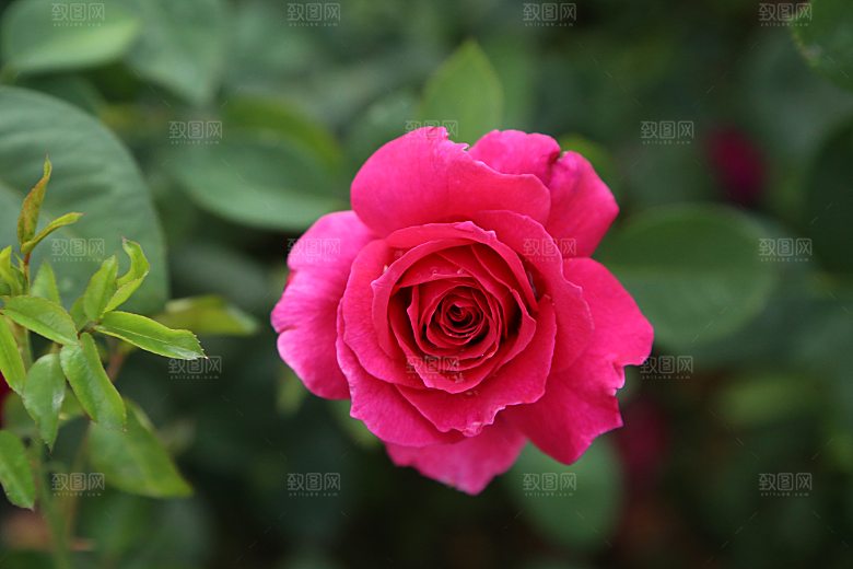 高清图库玫瑰花图片红白粉紫玫瑰花束