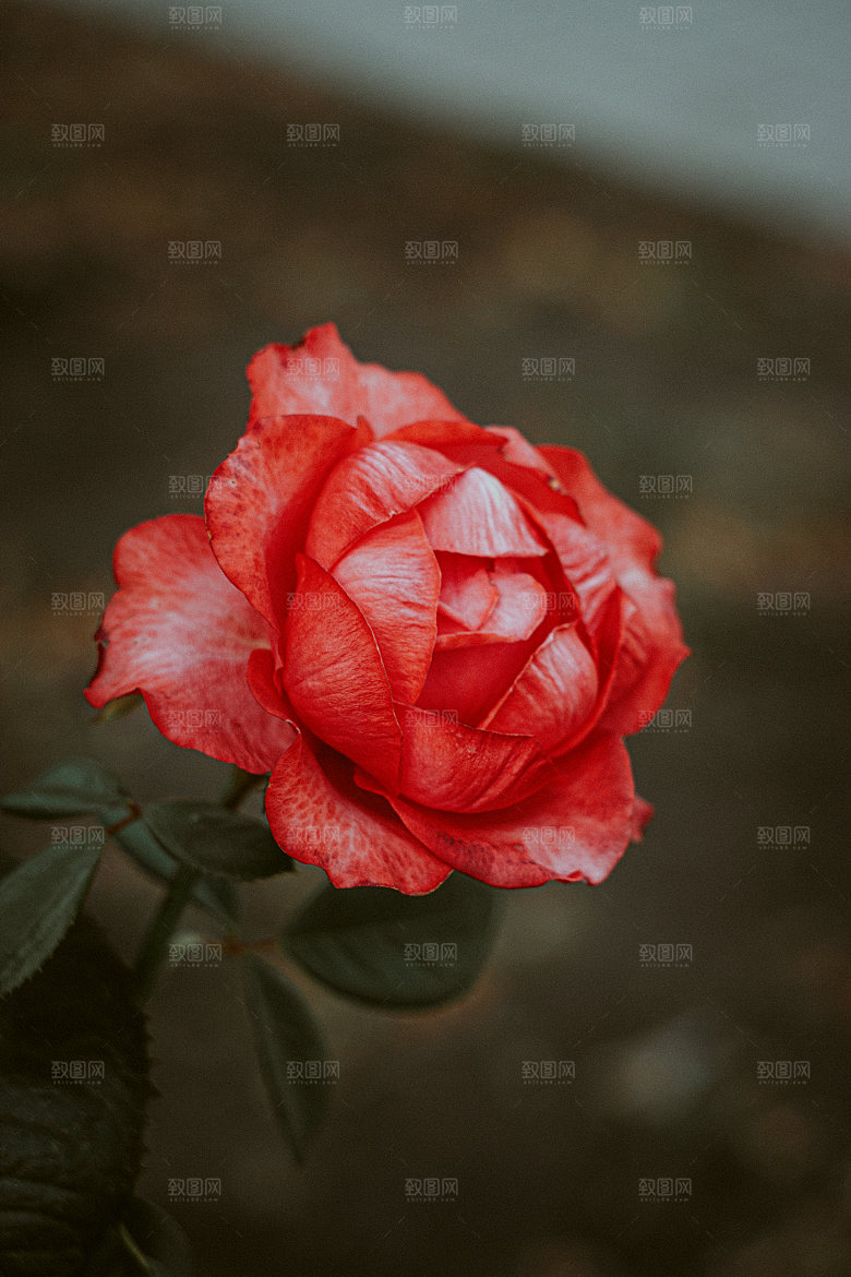 高清图库玫瑰花图片红白粉紫玫瑰花束