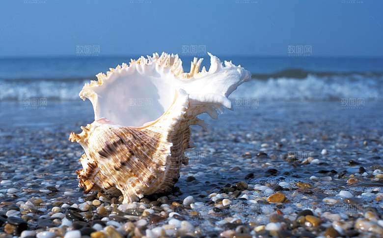 高清海景海滩沙滩海边大海蓝色海洋贝壳