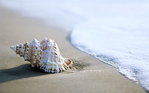 高清海景海滩沙滩海边大海蓝色海洋贝壳