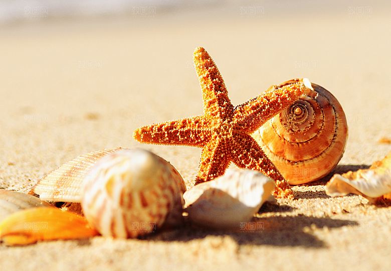 高清海景海滩沙滩海边大海蓝色海洋贝壳