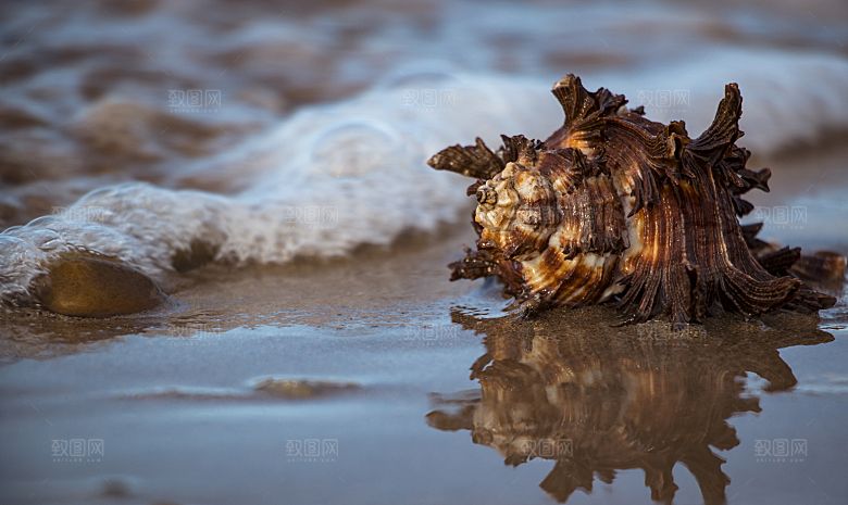 高清海景海滩沙滩海边大海蓝色海洋贝壳
