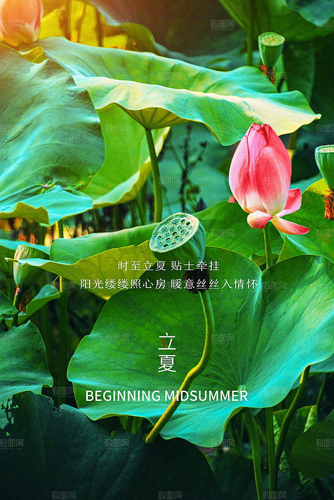 立夏节气简约大气海报