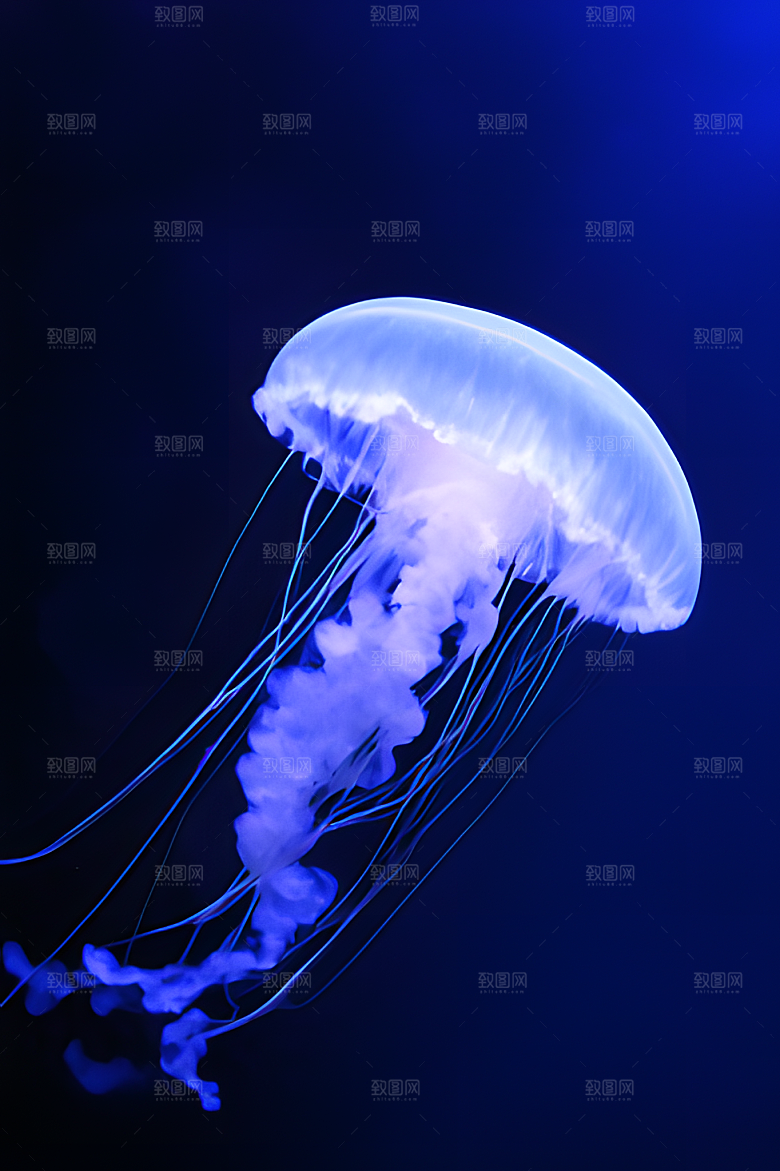 海底水母图片素材