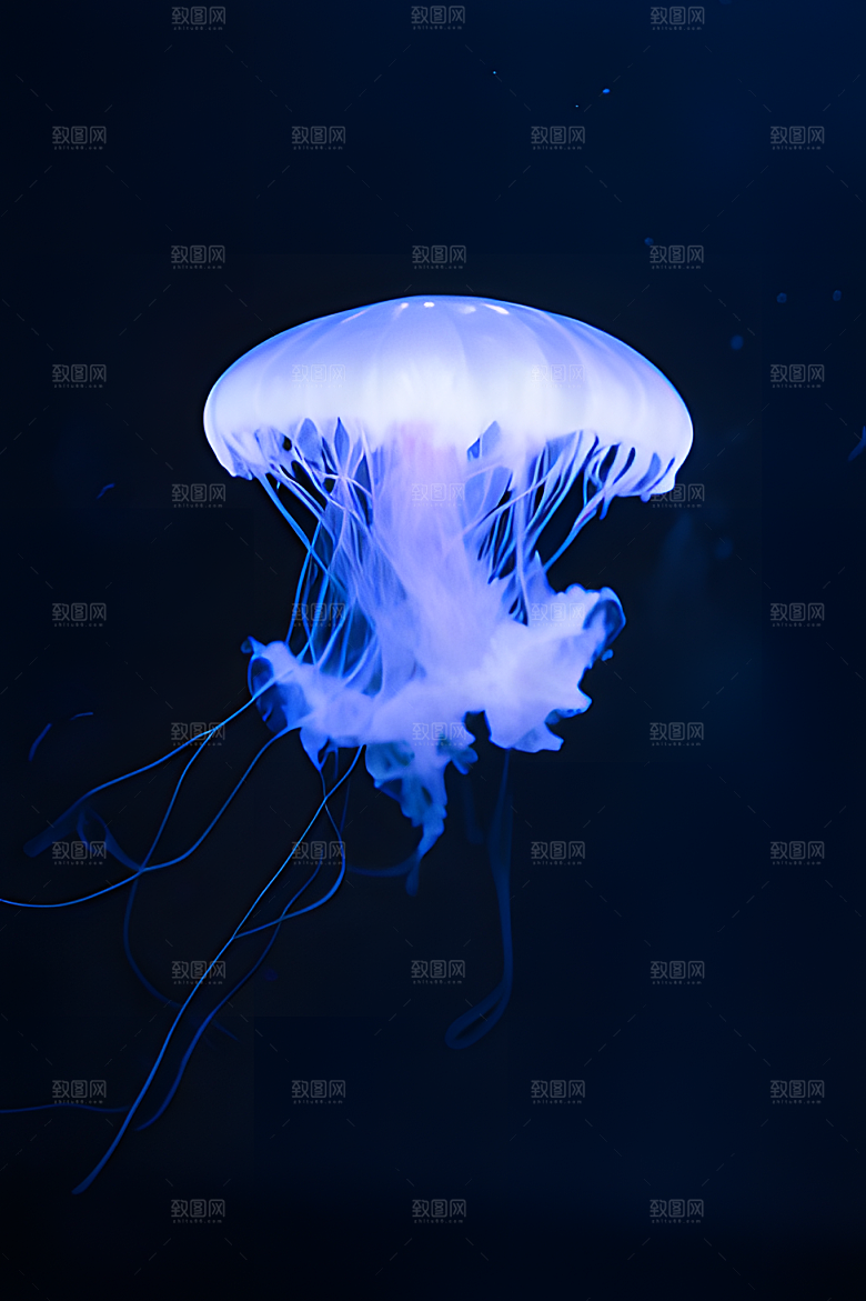 海底水母图片素材