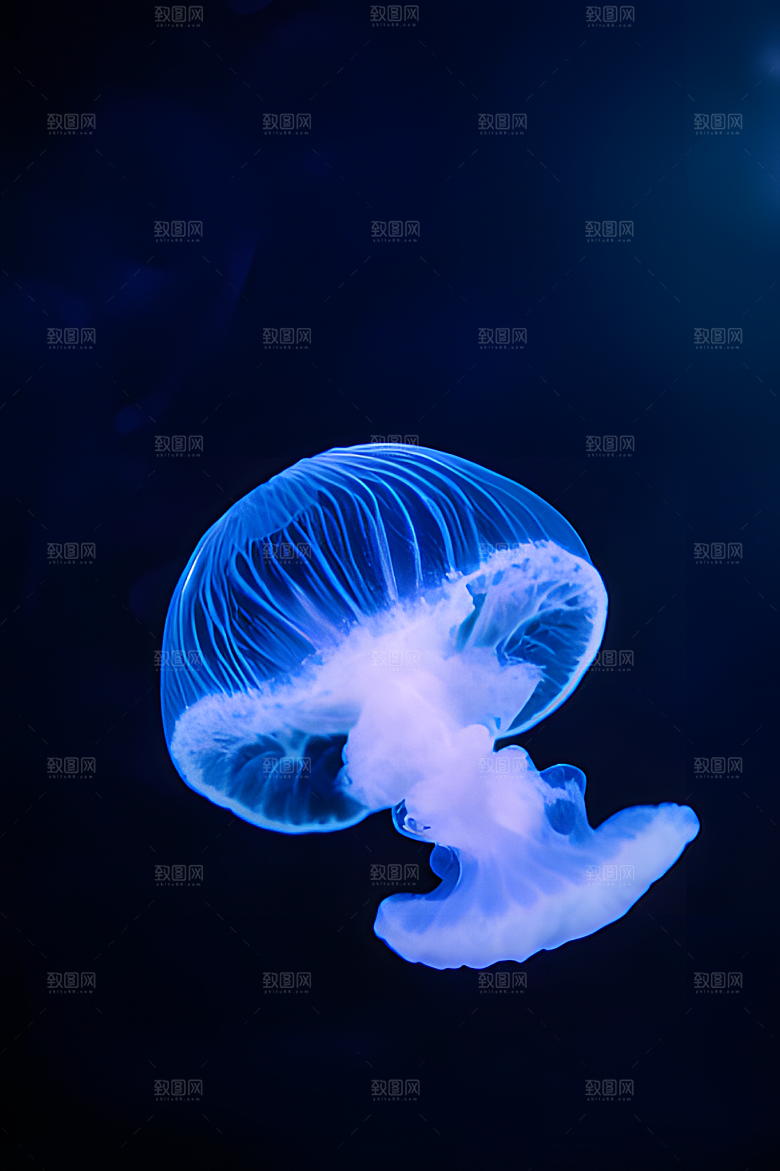 海底水母图片素材