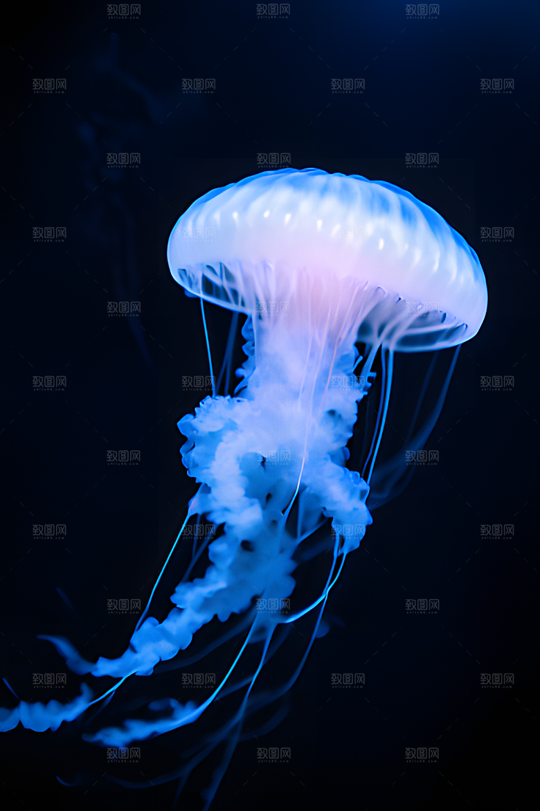 海底水母图片素材