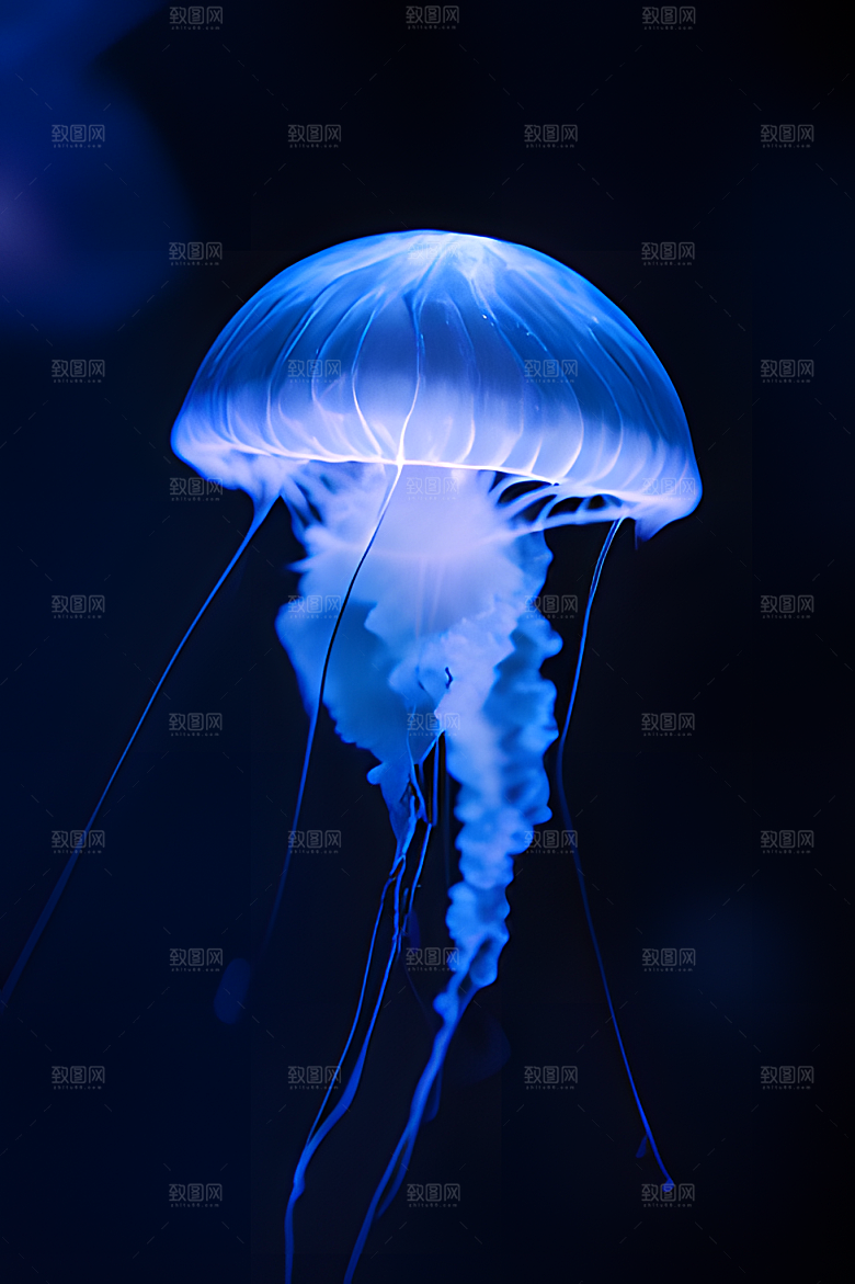 海底水母图片素材