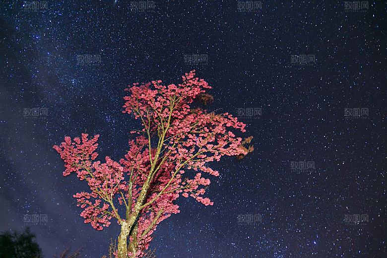 大理星空下的樱花树