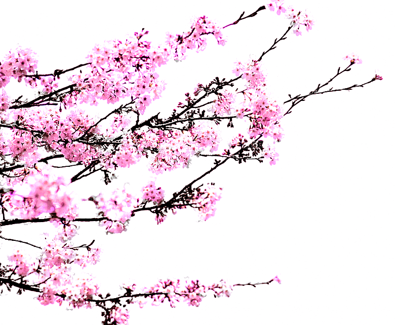 漂亮桃花花枝png素材