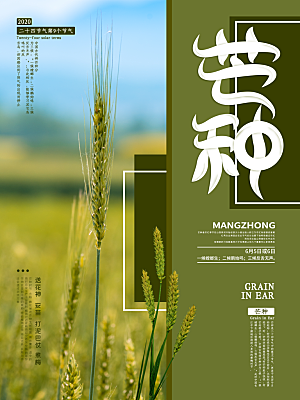 中国传统节气芒种海报模板