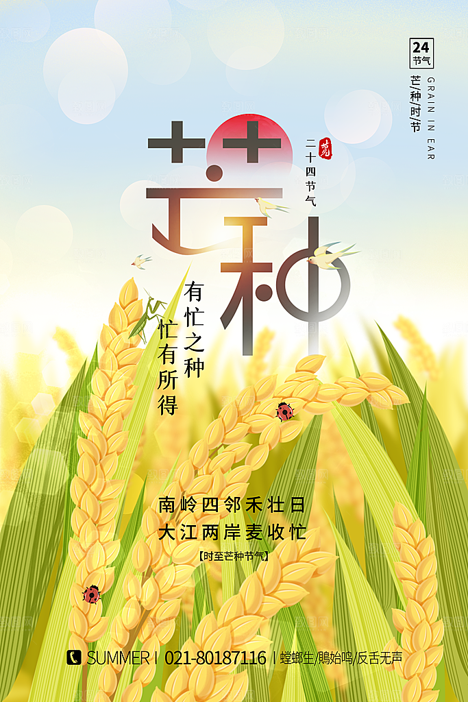 芒种节气简约大气海报