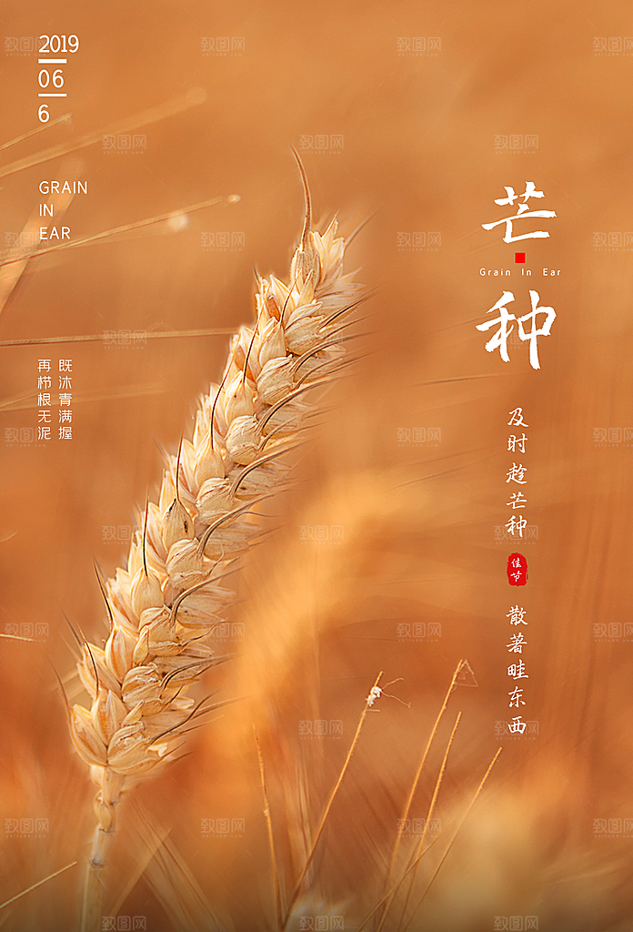 中国传统节气芒种海报模板