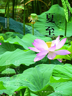夏至节气简约大气海报