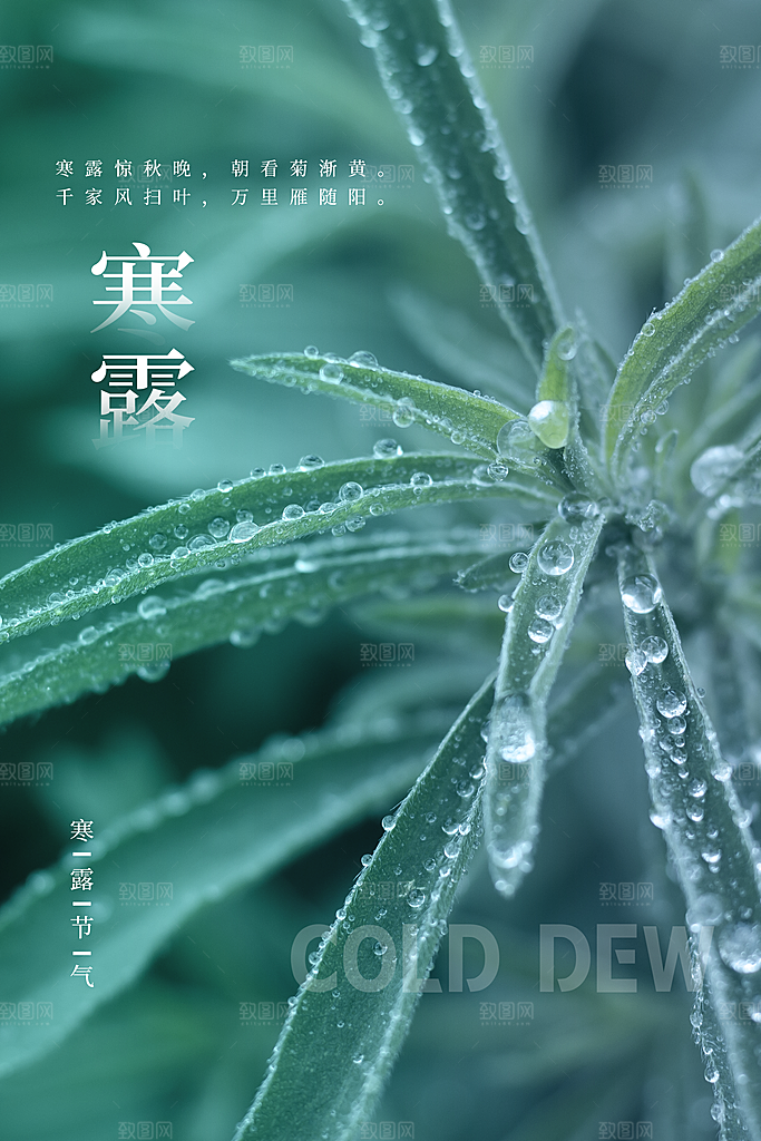 传统二十四节气寒露海报模版