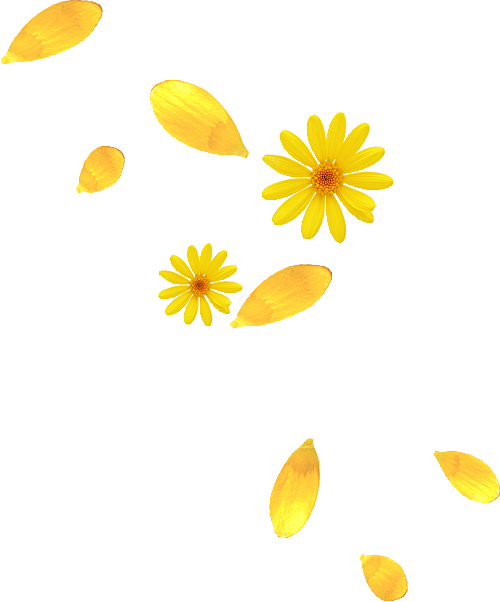 手绘花瓣花朵花卉装饰图案PNG免抠