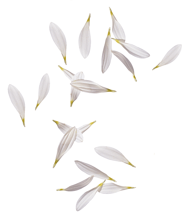 手绘花瓣花朵花卉装饰图案PNG免抠素材