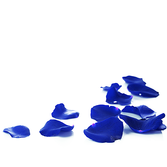 手绘花瓣花朵花卉装饰图案PNG免抠