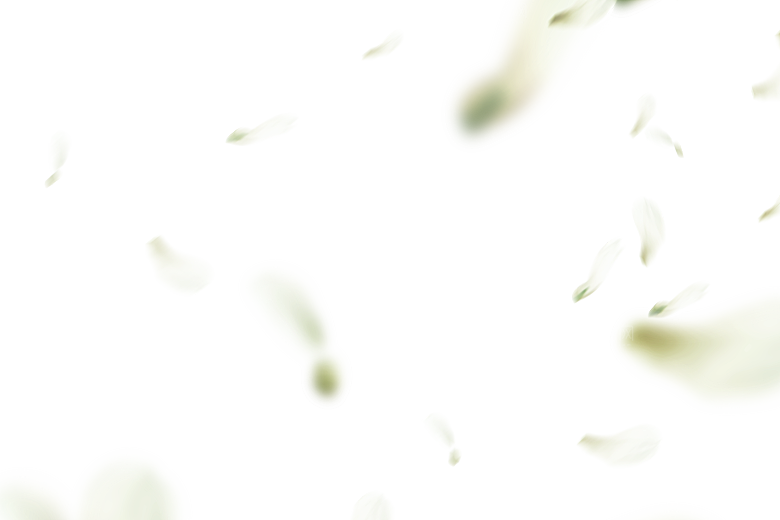 手绘花瓣花朵花卉装饰图案PNG免抠