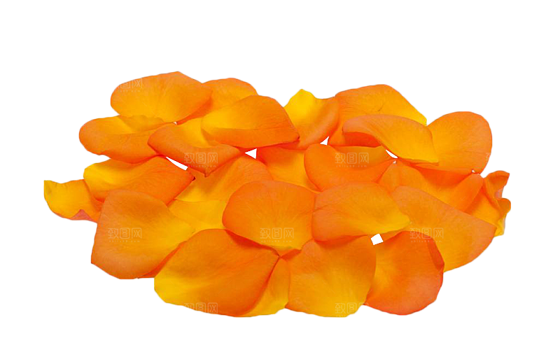 手绘花瓣花朵花卉装饰图案PNG免抠素材