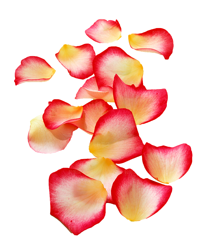 手绘花瓣花朵花卉装饰图案PNG免抠素材