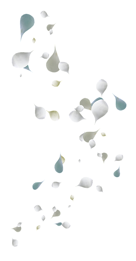 手绘花瓣花朵花卉装饰图案PNG免抠素材