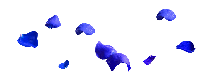 手绘花瓣花朵花卉装饰图案PNG免抠