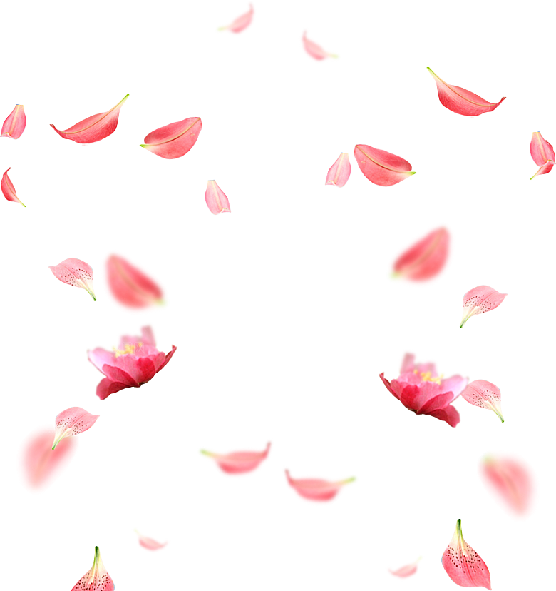 手绘花瓣花朵花卉装饰图案PNG免抠素材