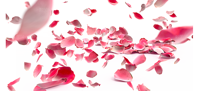 手绘花瓣花朵花卉装饰图案PNG免抠素材