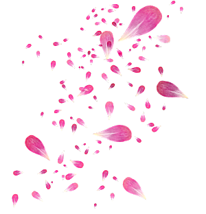 手绘花瓣花朵花卉装饰图案PNG免抠图片