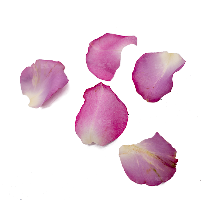 手绘花瓣花朵花卉装饰图案PNG免抠图片