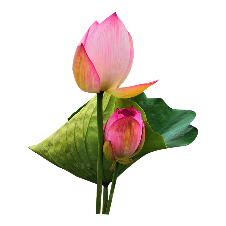 荷花莲花摄影图元素