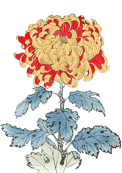 手绘水墨菊花重阳节花卉海报背景PNG