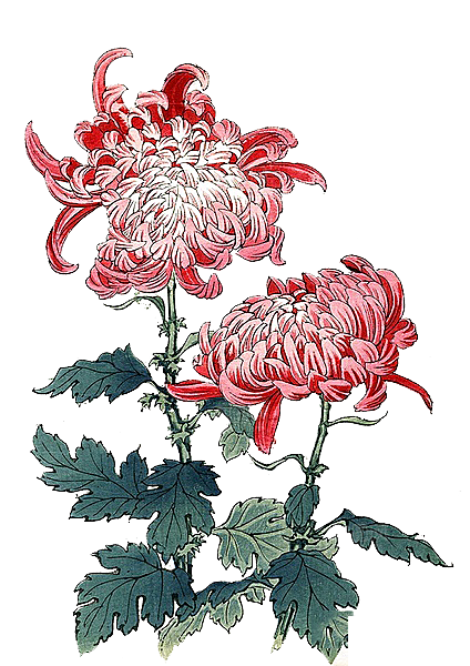 手绘水墨菊花重阳节花卉海报背景PNG