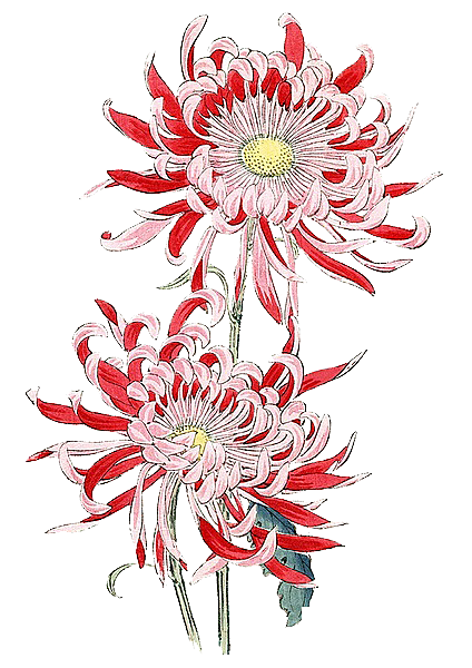 手绘水墨菊花重阳节花卉海报背景PNG