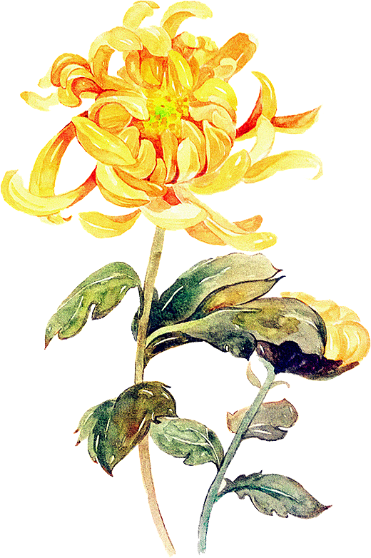 手绘水墨菊花重阳节花卉海报背景PNG