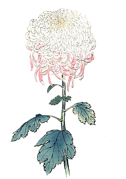 手绘水墨菊花重阳节花卉海报背景PNG