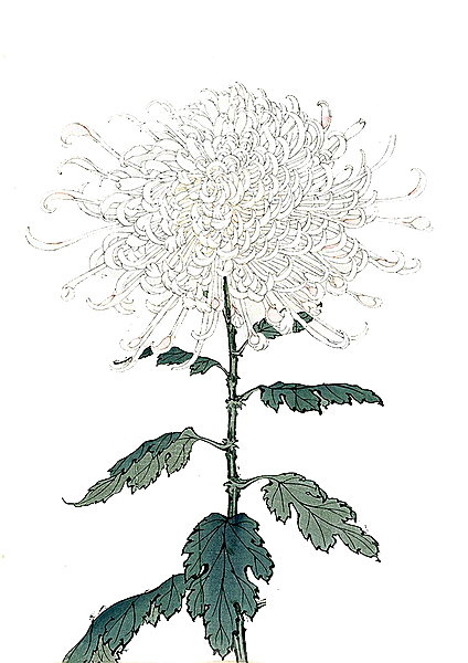 手绘水墨菊花重阳节花卉海报背景PNG