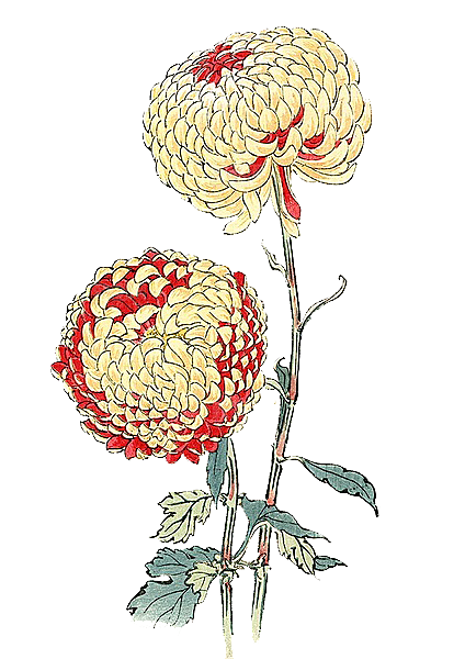 手绘水墨菊花重阳节花卉海报背景PNG