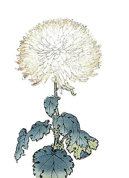 手绘水墨菊花重阳节花卉海报背景PNG