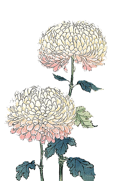 手绘水墨菊花重阳节花卉海报背景PNG