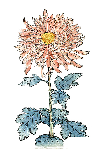 手绘水墨菊花重阳节花卉海报背景PNG素材