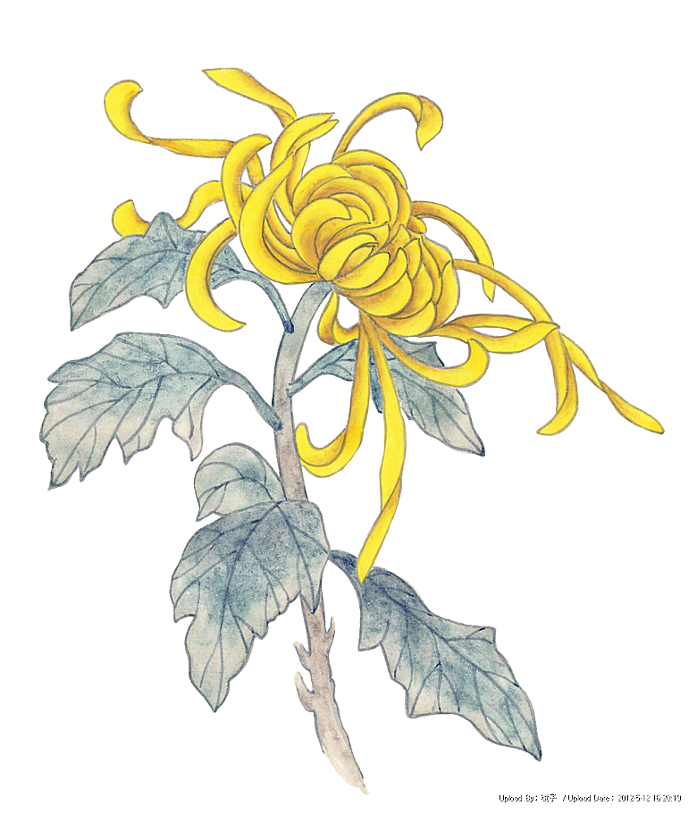 手绘水墨菊花重阳节花卉海报背景PNG素材