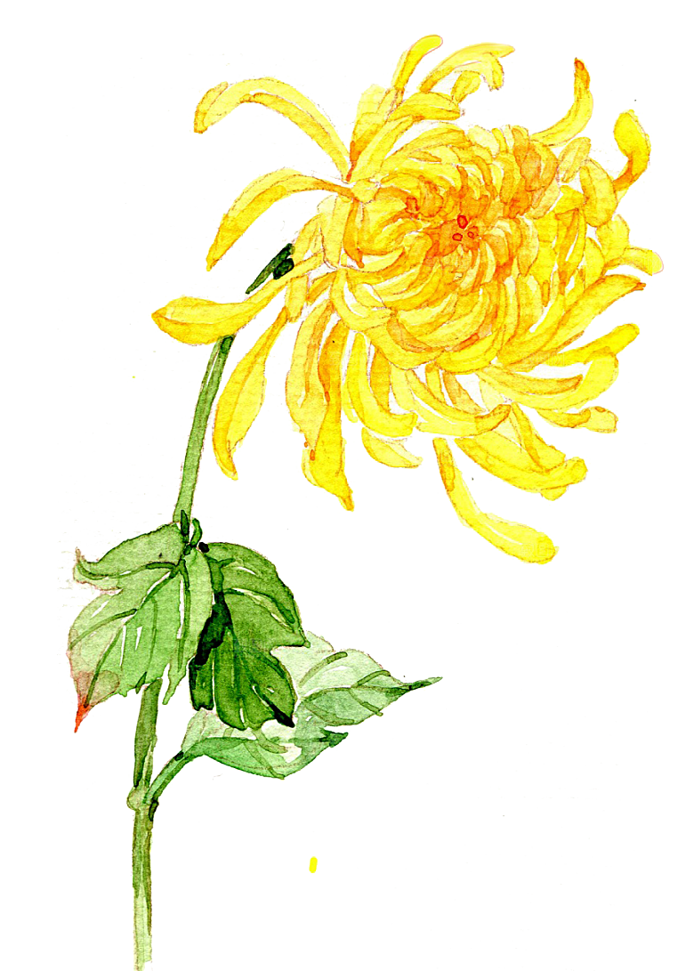 手绘水墨菊花重阳节花卉海报背景PNG素材