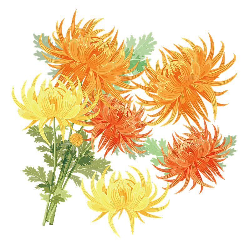 手绘水墨菊花重阳节花卉海报背景PNG